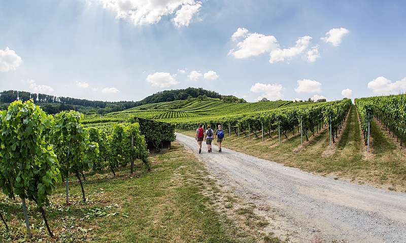 WeinWandern.3640645.jpg.3640648